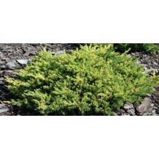 Juniperus procumbens "Kishiogima"  /Можжевельник лежачий "Кишиогима"
