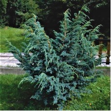 juniperus squamata "Meyeri"   /   Можжевельник чешуйчатый "Мейери"