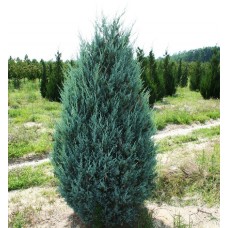 Juniperus scopulorum "Moonglow"    /Можжевельник скальный" Мунглоу"