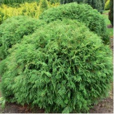 Thuja occidentalis"Little Champion"  /  Туя западная" Литтл Чемпион"