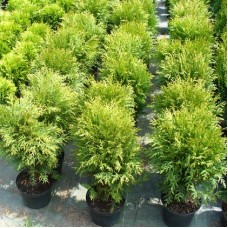 Thuja occidentalis"Little Champion"  /  Туя западная" Литтл Чемпион"