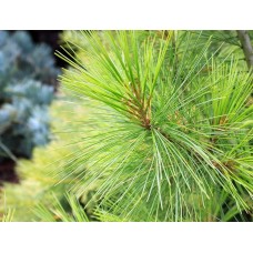 Pinus strobus" Louie"   /   Сосна веймутова "Луи"