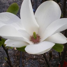Magnolia soulageana"Alba Superba"  /  Магнолия Суланжа "Альба  Суперба"