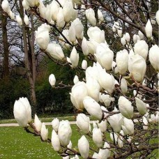 Magnolia soulageana"Alba Superba"  /  Магнолия Суланжа "Альба  Суперба"