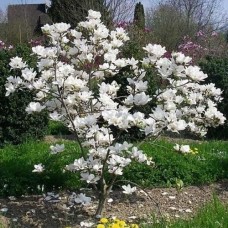 Magnolia soulageana"Alba Superba"  /  Магнолия Суланжа "Альба  Суперба"