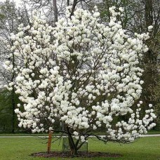 Magnolia soulageana"Alba Superba"  /  Магнолия Суланжа "Альба  Суперба"