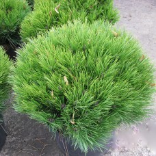 Pinus nigra "Marie Bregeon"    /  Сосна черная "Мария Бригон" 