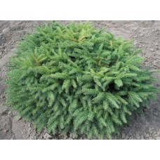 Picea abies "Matches"      /    Ель  обыкновенная "Матчез"