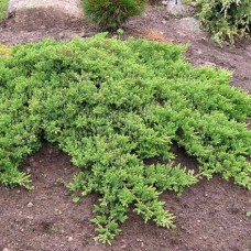 Juniperus procumbens "Nana"  /  Можжевельник лежачий" Нана"