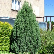 Juniperus chinensis "Stricta"  /   Можжевельник китайский "Стрикта "