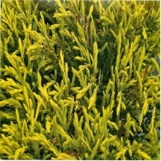 Juniperus horizontalis "Lime Glow"  /   Можжевельник горизонтальный "Лайм Глоу"