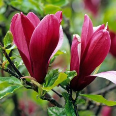 Magnolia liliiflora "Nigra"  /  Магнолия лилиецветная "Нигра "