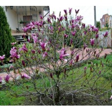 Magnolia liliiflora "Nigra"  /  Магнолия лилиецветная "Нигра "