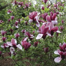 Magnolia liliiflora "Nigra"  /  Магнолия лилиецветная "Нигра "