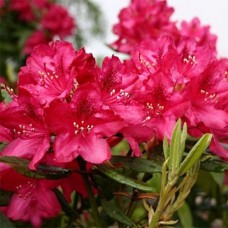 Rhododendron" Nova Zembla"