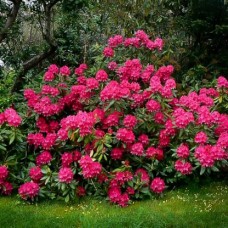 Rhododendron" Nova Zembla"