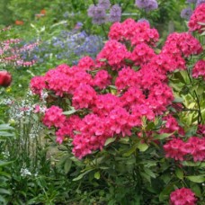 Rhododendron" Nova Zembla"