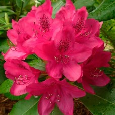 Rhododendron" Nova Zembla"