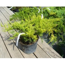 Juniperus pfitzeriana "Old Gold"  /  Можжевельник средний" Олд Голд "