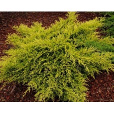 Juniperus pfitzeriana "Old Gold"  /  Можжевельник средний" Олд Голд "