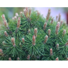 Pinus mugo" Paradekissen"  /  Сосна горная "Парадкиссен"