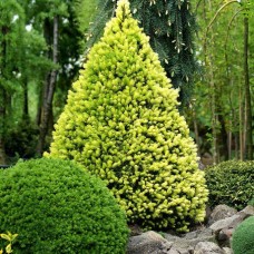 Picea glauca "Daisy's White" /   Ель канадская "Дейзи Уайт"