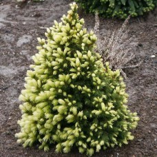 Picea glauca "Daisy's White" /   Ель канадская "Дейзи Уайт"