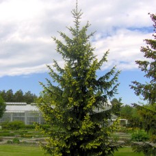 Picea orientalis "Aurea"   /  Ель восточная "Аурея"