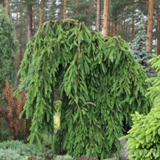 Picea abies "Frohburg"  /   Ель обыкновенная" Фробург "
