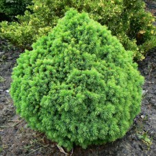 Picea glauca "Alberta Globe"  /  Ель канадская" Альберта Глоб"