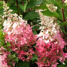 Hydrangea paniculata "Pinky Winky"  /   Гортензия метельчатая" Пинки Винки "