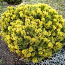 Pinus mugo "Winter Gold"  / Сосна горная "Винтер Голд"