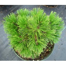 Pinus leucodermis "Schmidtii"  / Сосна белокорая боснийская "Шмидти "