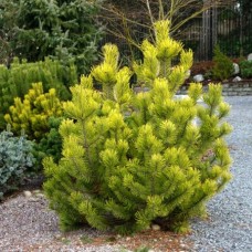 Pinus mugo "Zundert"  /  Сосна горная "Зюндерт "
