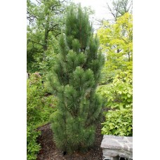 Pinus nigra" Pyramidalis"   /  Сосна черная" Пирамидалис"