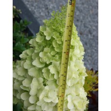 Hydrangea paniculata "Polar Bear" /   Гортензия метельчатая "Полар Беар"