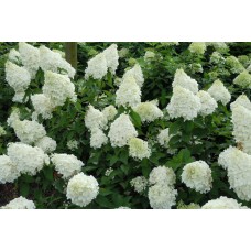 Hydrangea paniculata "Polar Bear" /   Гортензия метельчатая "Полар Беар"