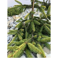 Picea abies "Gold Drift"- Ель обыкновенная " Голд Дрифт " Picea abies "Gold Drift"- Ель обыкновенная " Голд Дрифт "