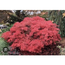 Acer palmatum  "Crimson Queen" - Клен японский " Крисмос Квин"