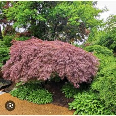 Acer palmatum "Crimson Queen" - Клен японский " Крисмос Квин" Acer palmatum "Crimson Queen" - Клен японский " Крисмос Квин"