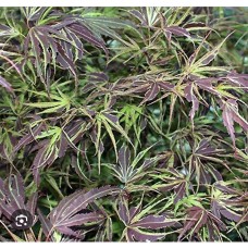 Acer palmatum ''Manyo-no-sato''- Клён пальмовидный "Маньо-Но-Сато"
