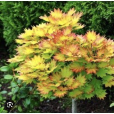Acer shirasawanum '' Aureum''- Клен ширасавы " Ауреум" Acer shirasawanum '' Aureum''- Клен ширасавы " Ауреум"
