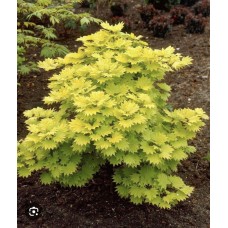 Acer shirasawanum '' Aureum''- Клен ширасавы " Ауреум"
