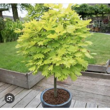 Acer shirasawanum '' Aureum''- Клен ширасавы " Ауреум" Acer shirasawanum '' Aureum''- Клен ширасавы " Ауреум"
