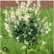 Euonymus fortunei ''Harlequin'' Pa - Бересклет форчуна «Арлекин» на штамбе