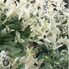 Euonymus fortunei ''Harlequin'' Pa - Бересклет форчуна «Арлекин» на штамбе