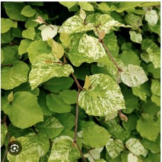 Fagus sylvatica 'Rolf Marquardt'  - Бук лесной " Рольф Маркуард"