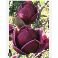 magnolia " Genie" PBR- Магнолия  "Джени" 