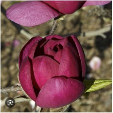 magnolia " Genie" PBR- Магнолия  "Джени" 