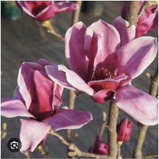 Magnolia "Shirazz"- Магнолия  "Шираз"